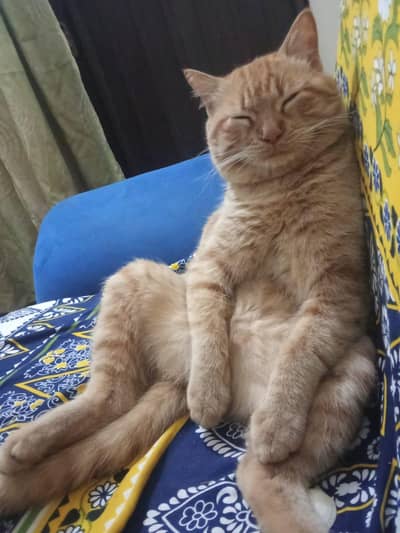 Persian cat for sale