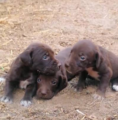 pointer puppies available