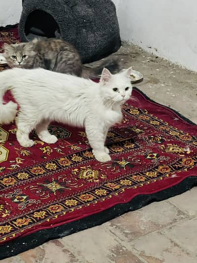 Any kitten available
