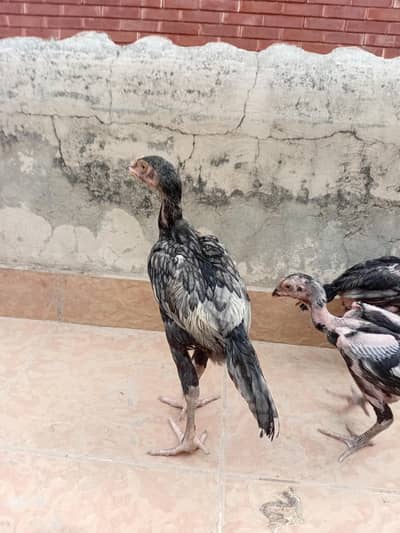 thai aseel chicks /grey salete aseel chicks / aseel chicks