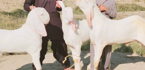 3 Bakre for sale _ 03134947622