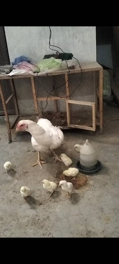 White Shamo 1 female 7 chicks for sale