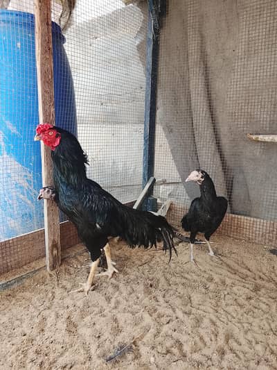 Mushka Aseel trio lasani cross