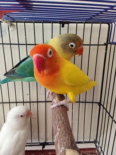 Top Quality Lovebirds Breeding Pairs for Sale - Healthy & Active