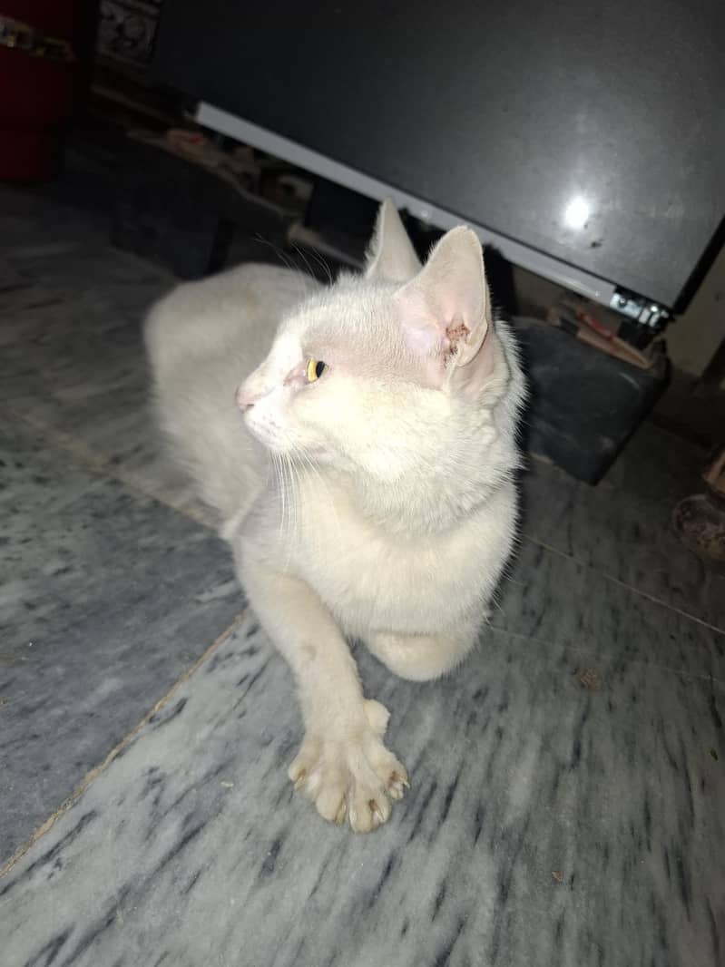 White cat 0
