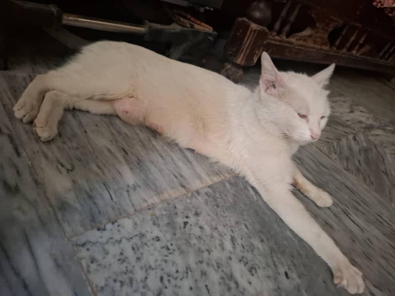 White cat 1