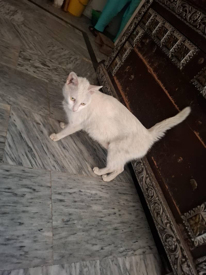 White cat 2
