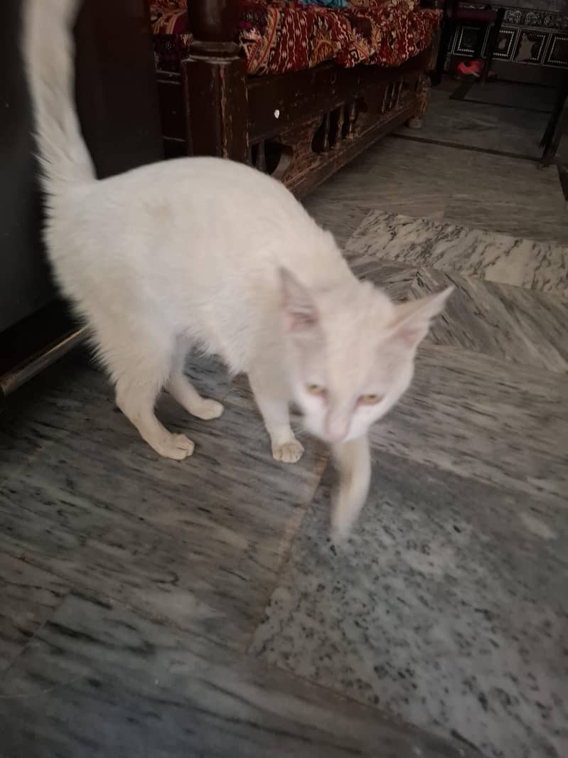 White cat 3