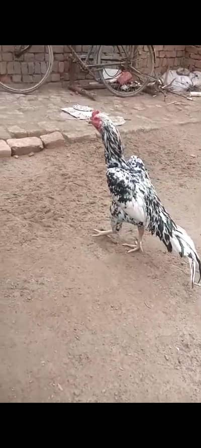 Mushka chena Murga