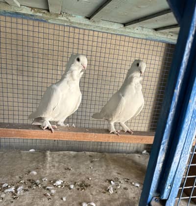 Sentinent Pigeon