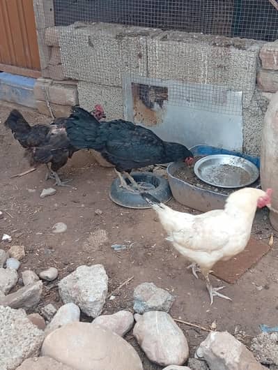 Hens for sale