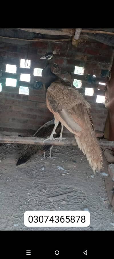 Male peacocks for sale