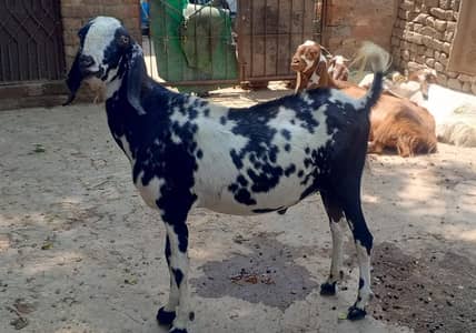 Bakra 4 daant height 2' black and white bakri brown height 2.5'