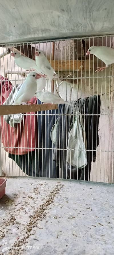 Java white finch