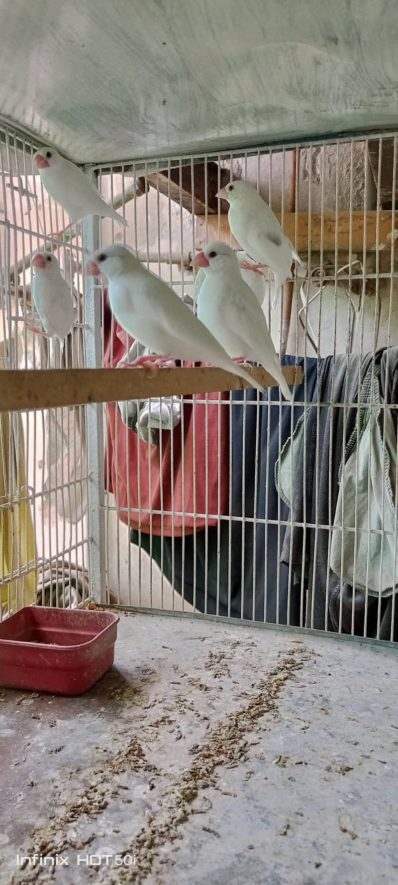 Java white finch 1