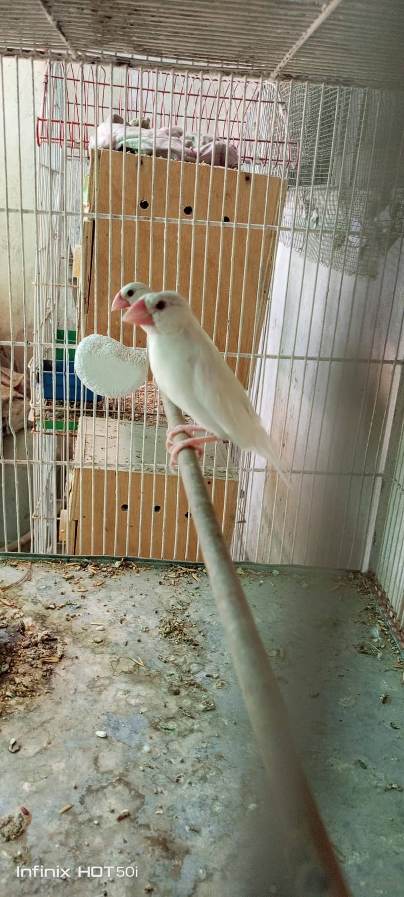Java white finch 2