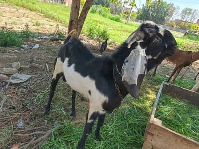 Bakra Eid offer Sasta bakra available for limited time