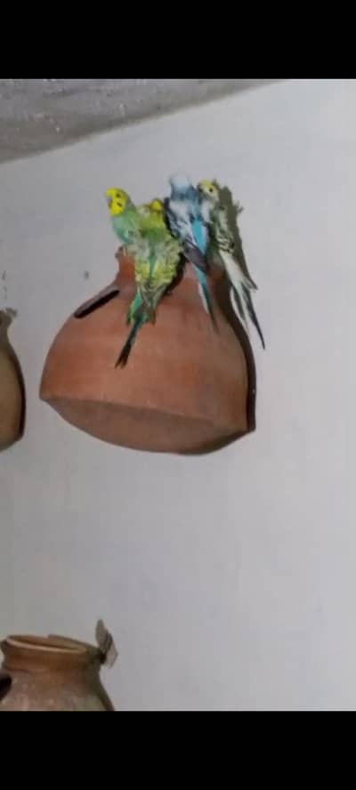 hogoromo double black wing and rainbow