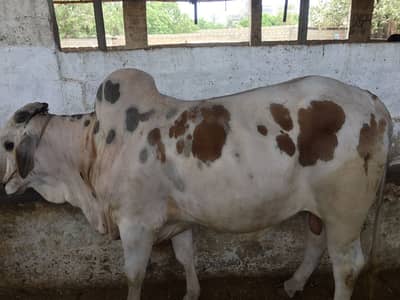 Fresh 2 dant bachra