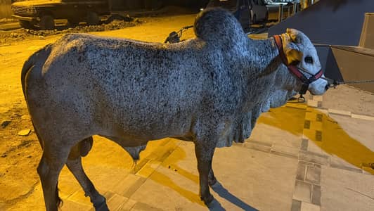 Bachra for sale