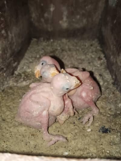 yellow or green ringneck chicks