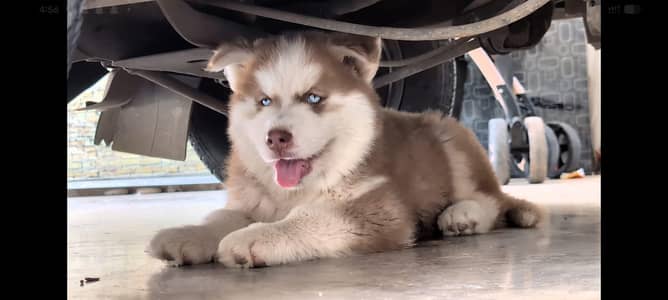 Siberian Husky puppy | male husky | blue eyes | woolly coat |