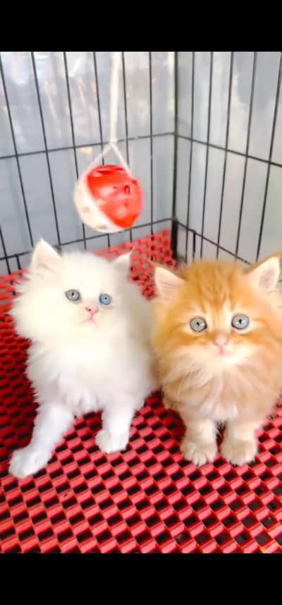 Quality Persian Punchface cat & kitten. moreWhatsApp 03233614642