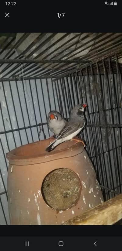 finch