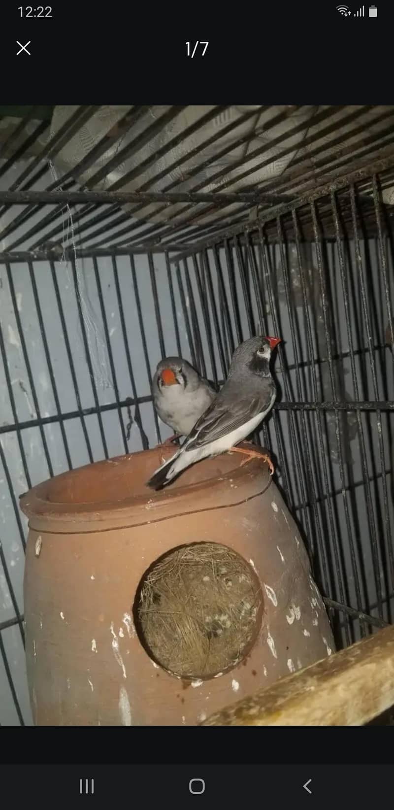 finch 0