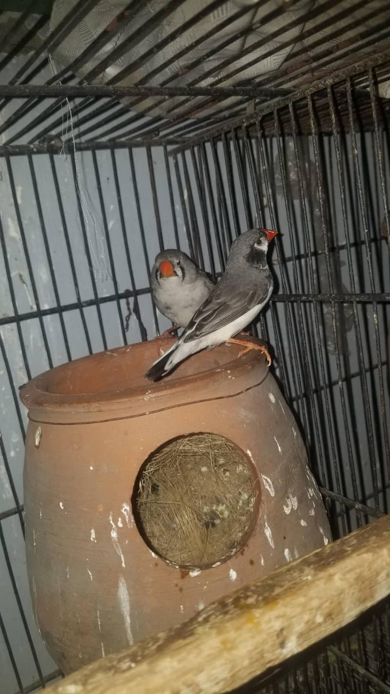finch 1