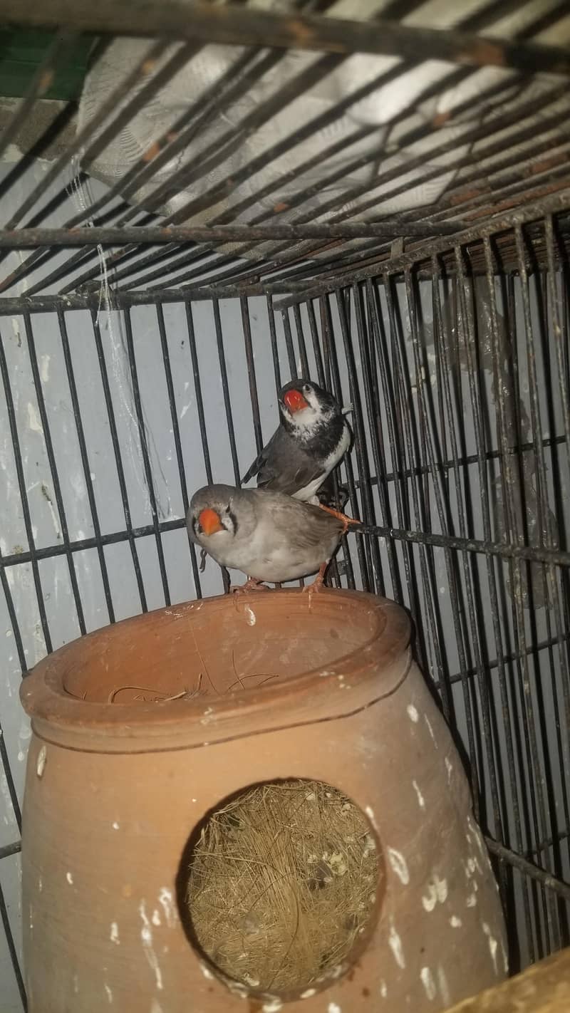finch 2