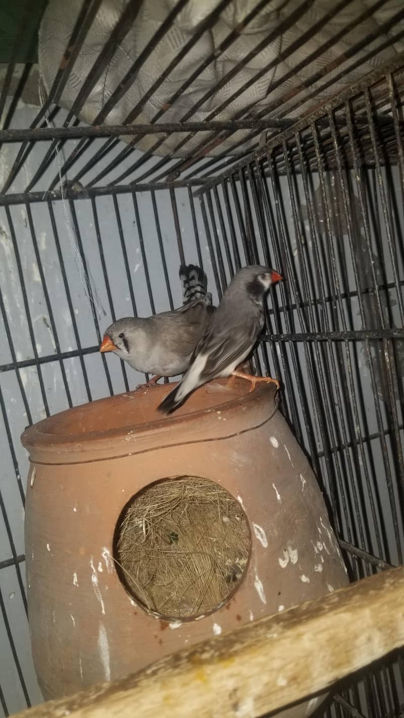 finch 3