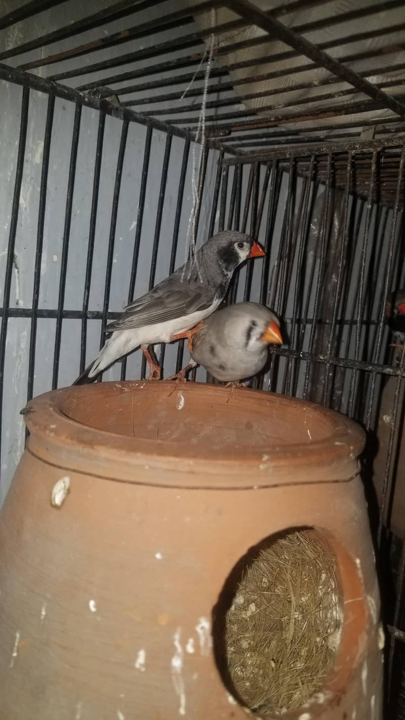 finch 4
