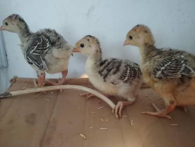 PIDE TURKEY chicks for sale