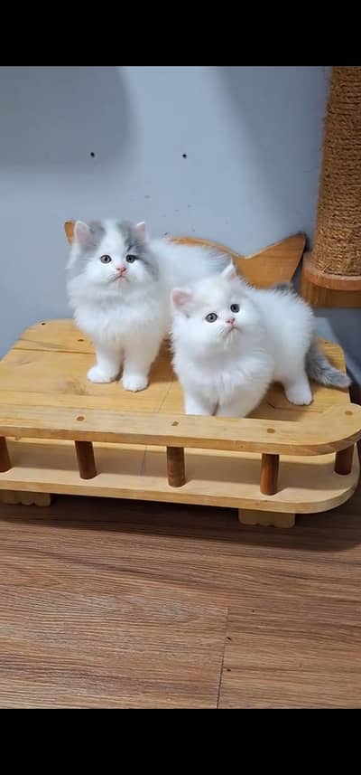 Quality Persian Punchface cat & kitten. moreWhatsApp 03233614642