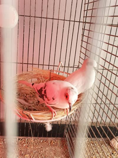 peid dove