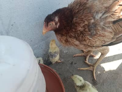 Aseel chicks
