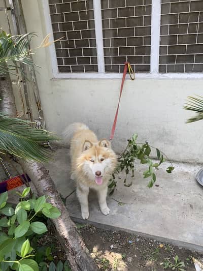 ODD EYES MALE