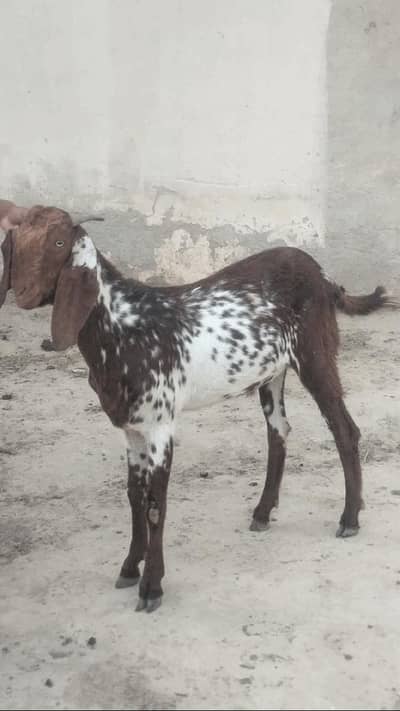 qurbani ka bkra