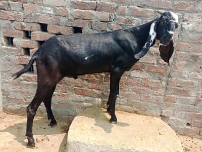 Qurbani k Liye Bakra| Donda Khasi Bakra| Khubsurat desi Bakra