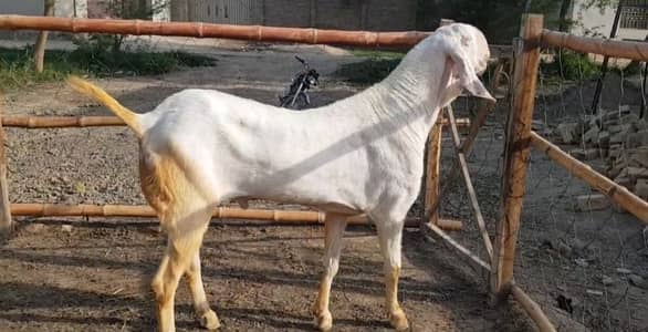 Qurbani ke liye Bakra For Sale call _ 03258956386