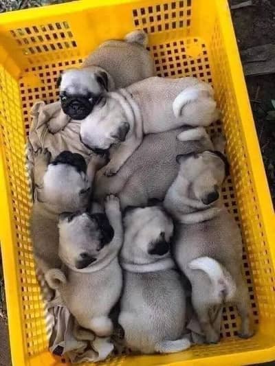 Premium Quality Pug Puppy-
