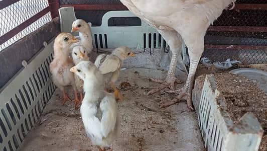 "Aseel Chicks Available "