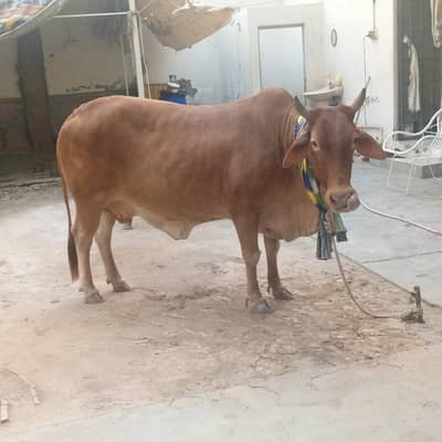 Sahiwal Cow/Cow/Qurbani k Liye Cow/Breed Cow