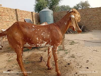 Desi Bakra madrassa mandi