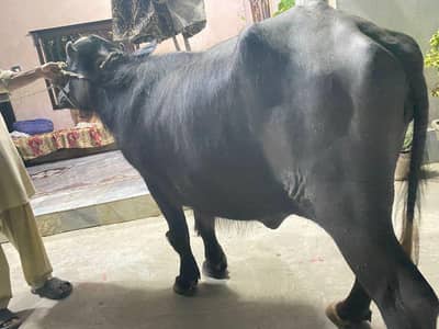 qurbani2026