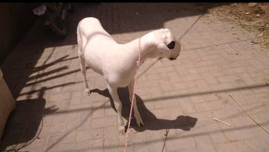 GULABI DUMBA 6 MONTHS