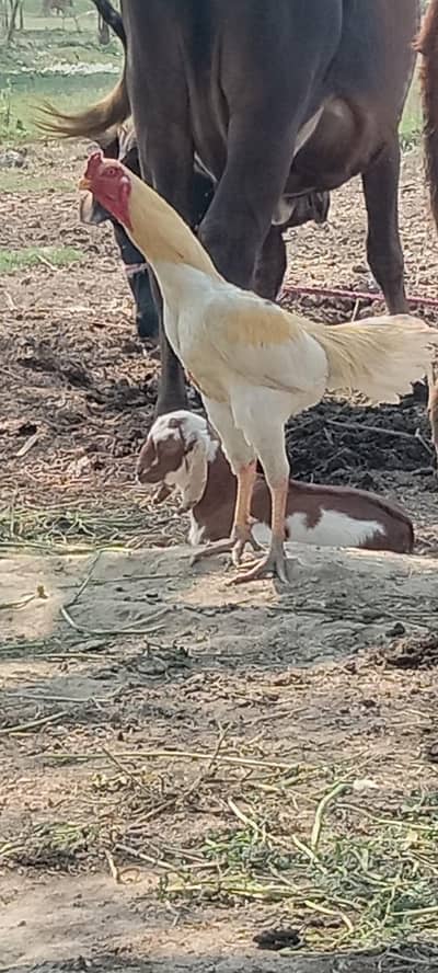 White shamo/25000 . . . . . . . . black aseel 10000 / china each 7000