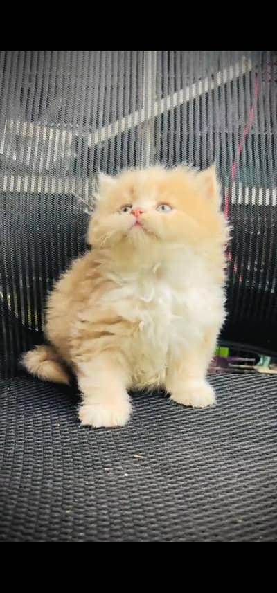 Quality Persian Punchface cat & kitten. moreWhatsApp 03233614642