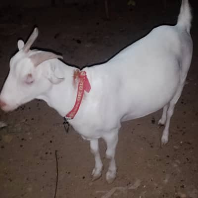 Gulabi Teddy Bakri